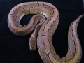 Pinstripe 010
