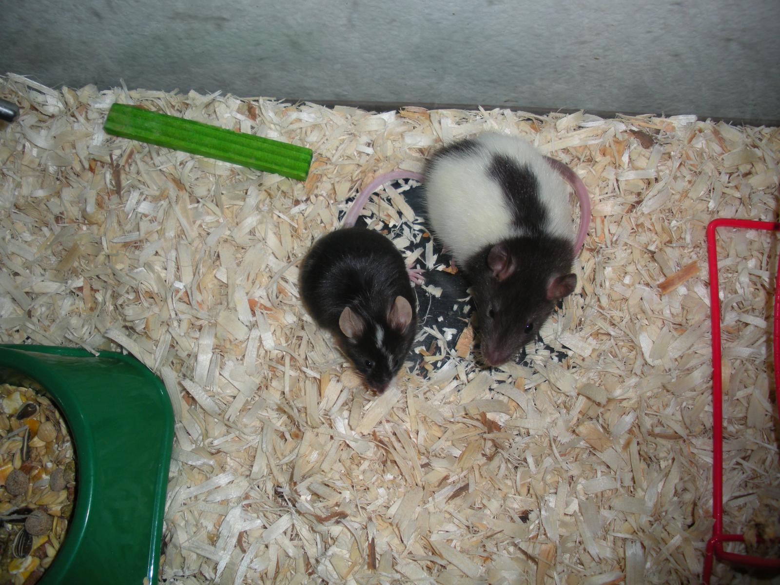 Bruce "batman" Wayne And Annie The Rat