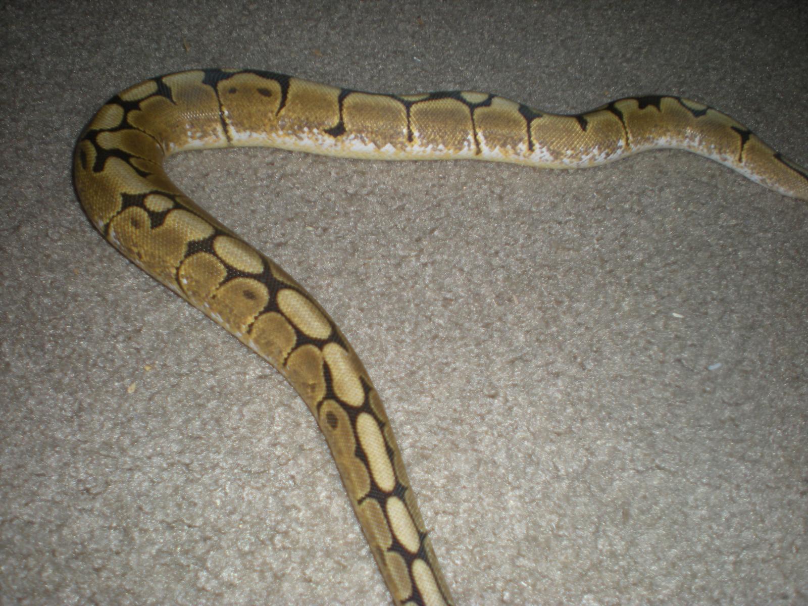 Spider Male-white Sides
