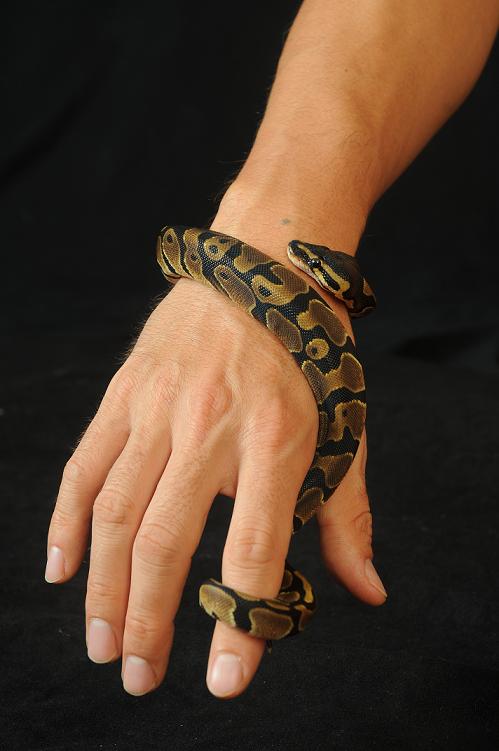 100% Het Albino Male