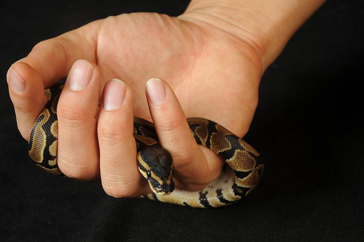 100% Het Albino Male