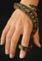 2009 Sept 21 Snake 