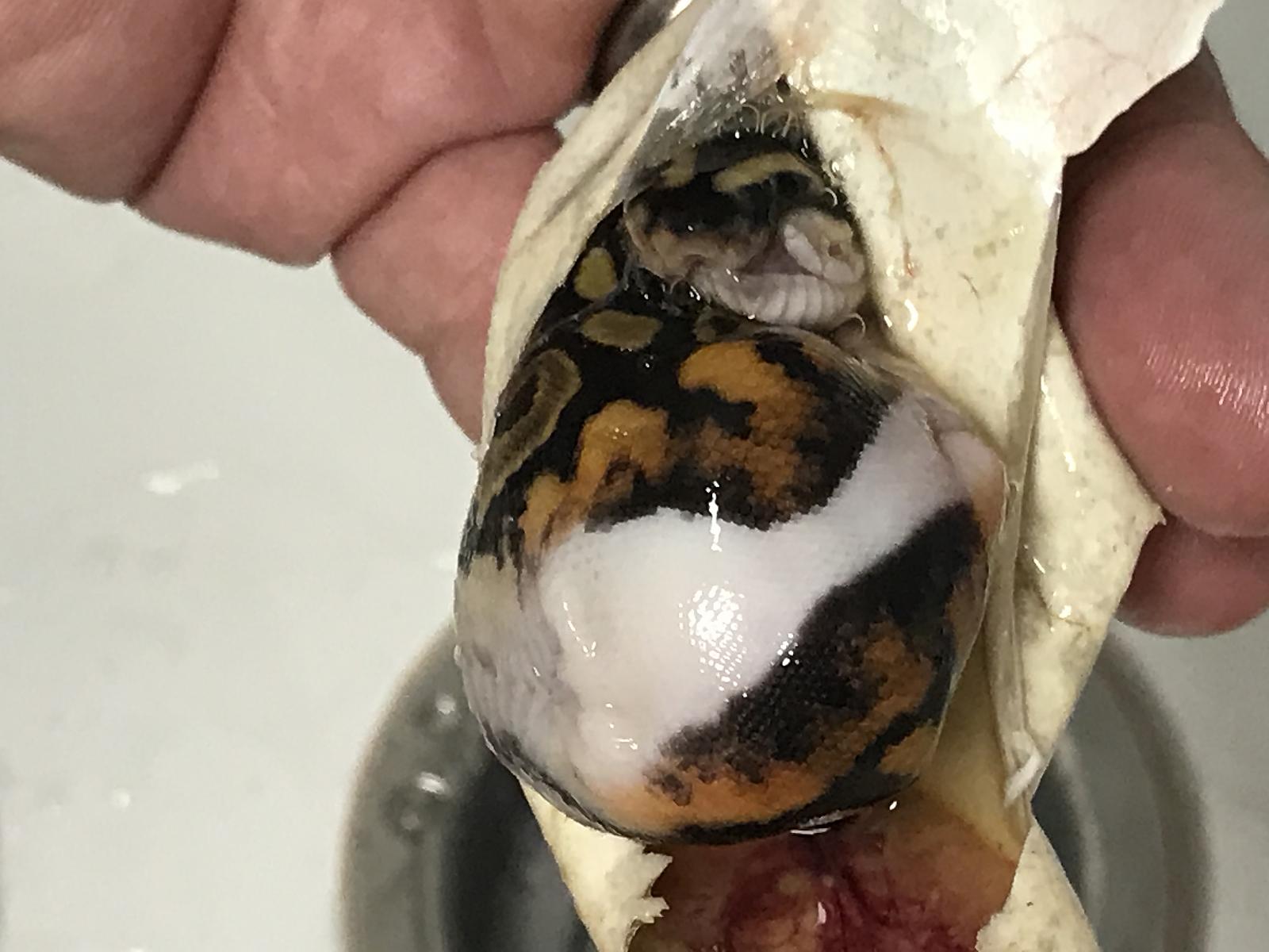 Deformed Hatchling coloration