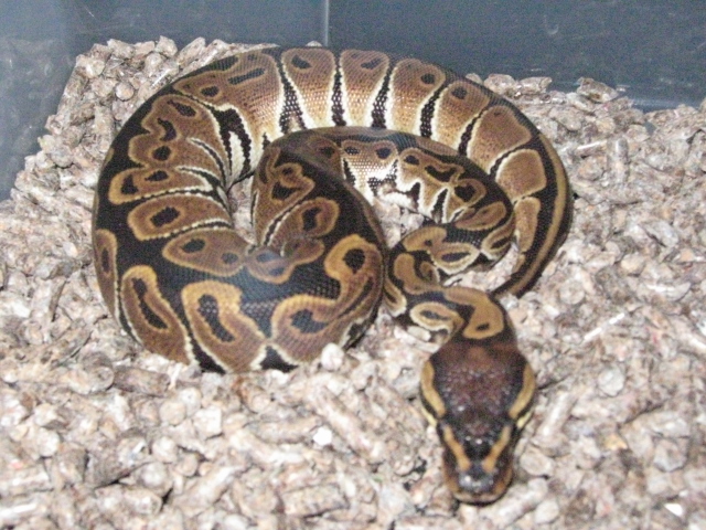 Het.albino