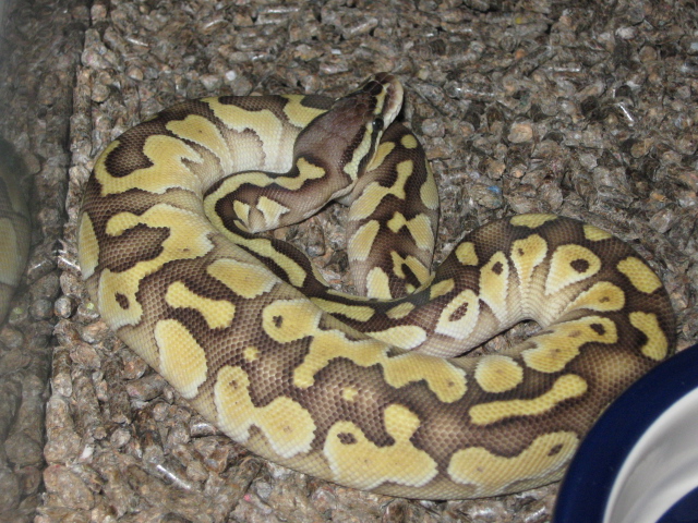 Pastel Butter