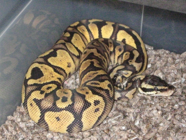 Pastel Het.ivory