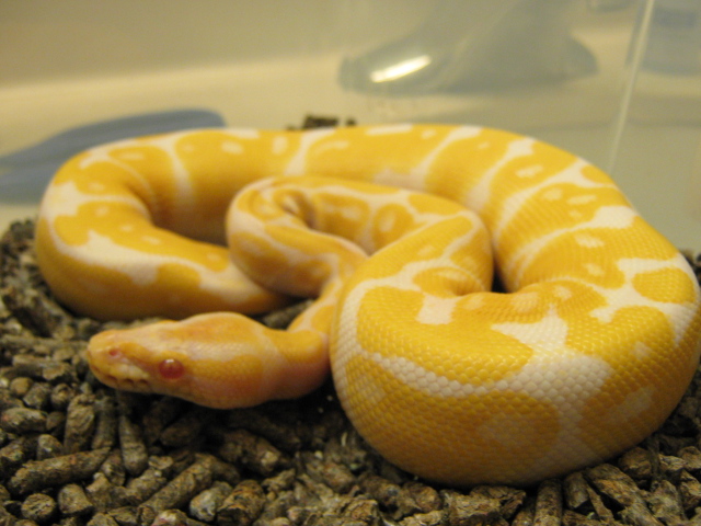 Albino