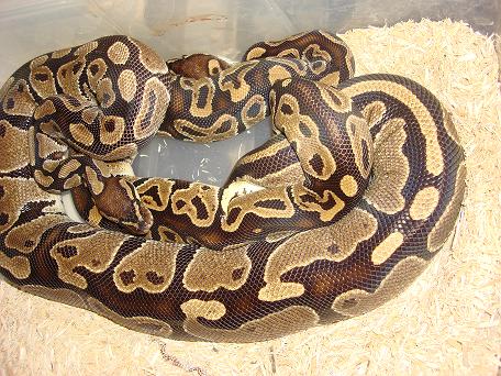 Radom Snake Pics