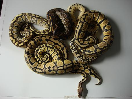 08' Female Hold Backs