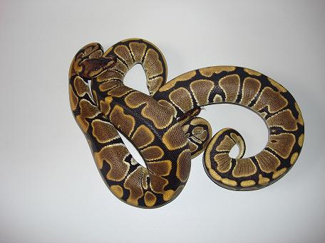 08 Hatchlings
