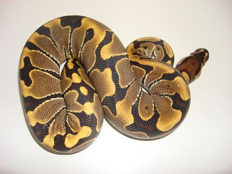 Radom Snake Pics