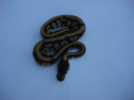 Stripe Mojave