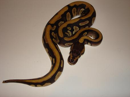 Stripe Mojave