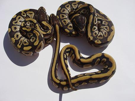 Mojave Stripe