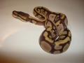 Weid Mojave Female