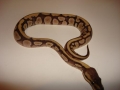 Weid Mojave Female