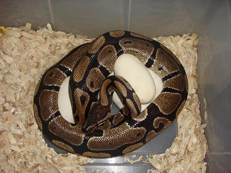 First Eggs Of 09'