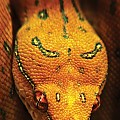 Green Tree Python