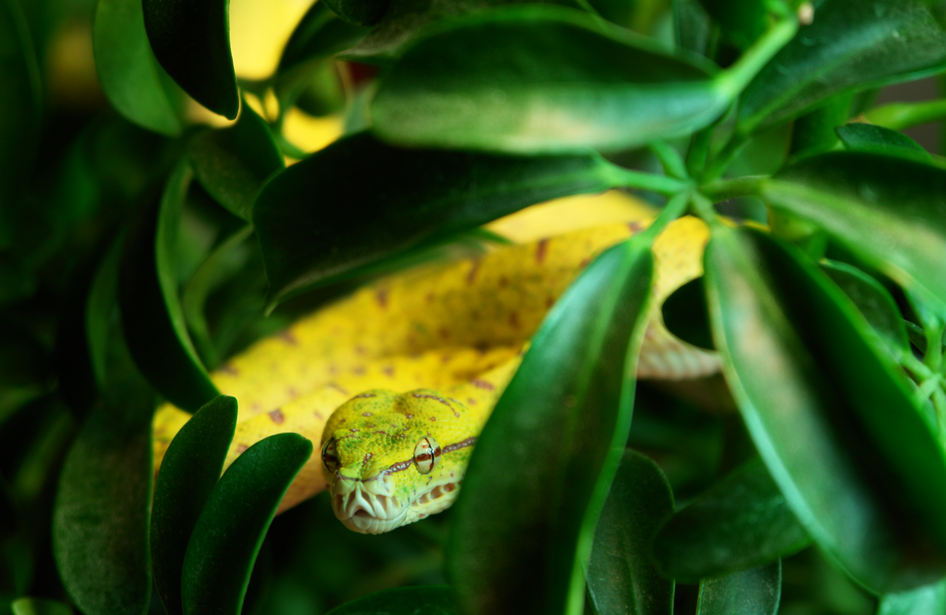 Green Tree Python