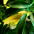 Green Tree Python