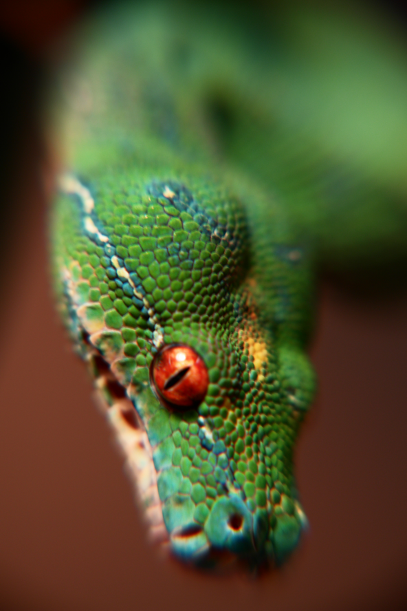 Green Tree Python