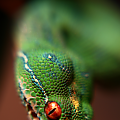 Green Tree Python