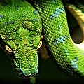 Green Tree Python