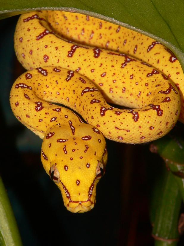 Green Tree Python