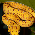 Green Tree Python