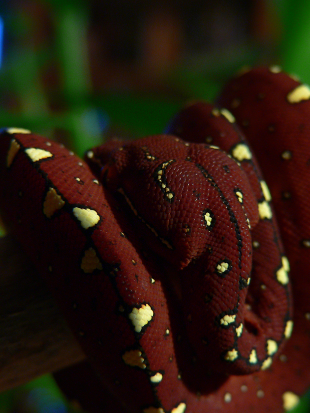 Green Tree Python