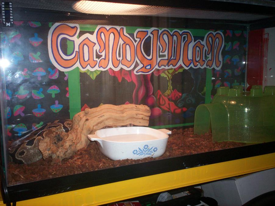 Our Snake Background