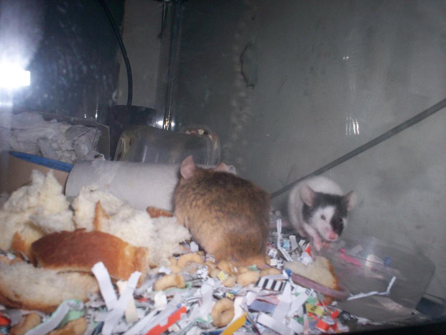 Our Mice Aka Bait Maker