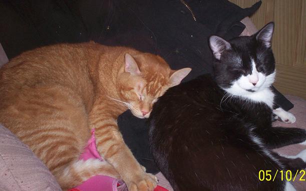 Our Cats