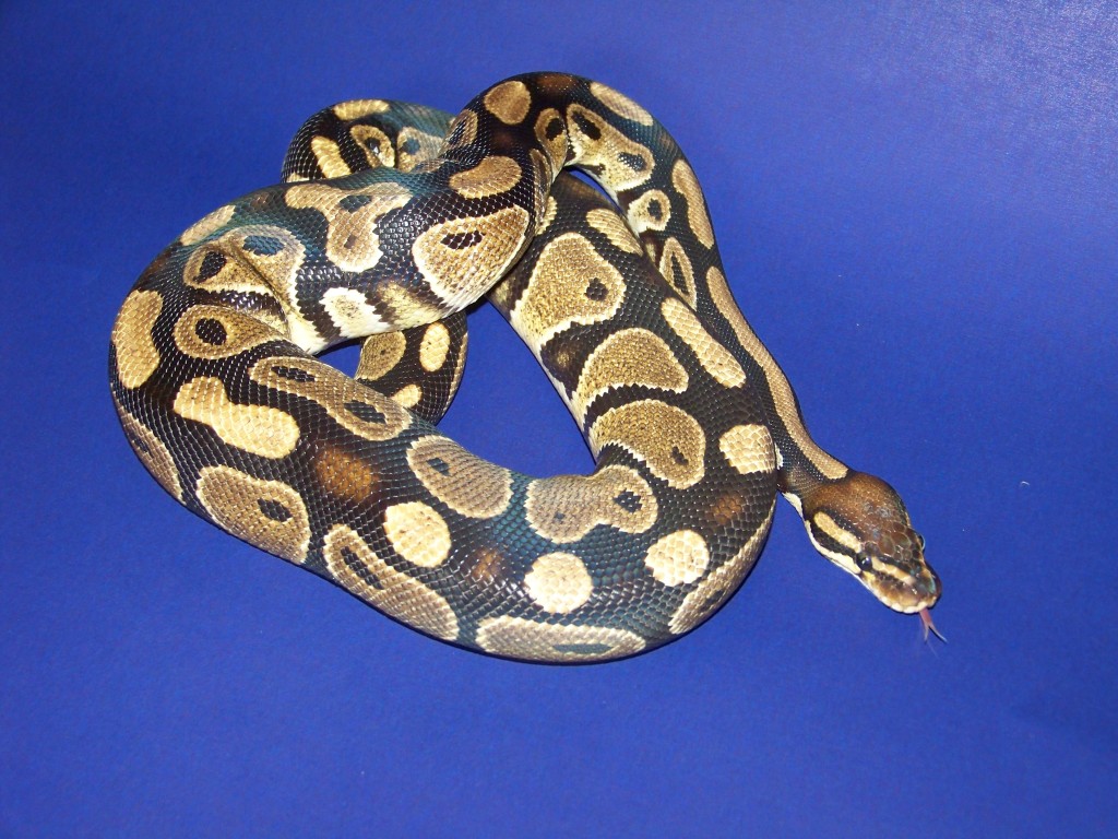 Sephira