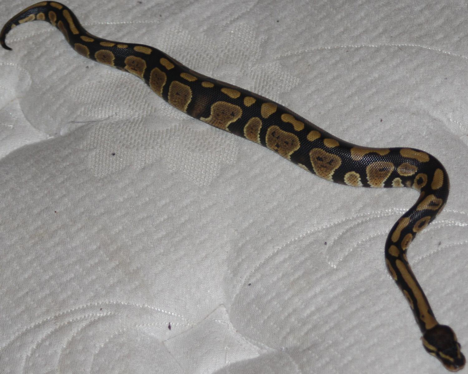 Snake1 748025