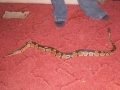 My First Snake!