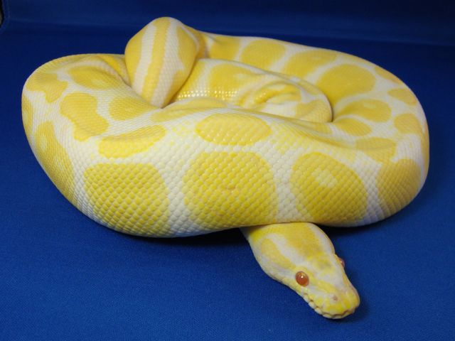 Albino1