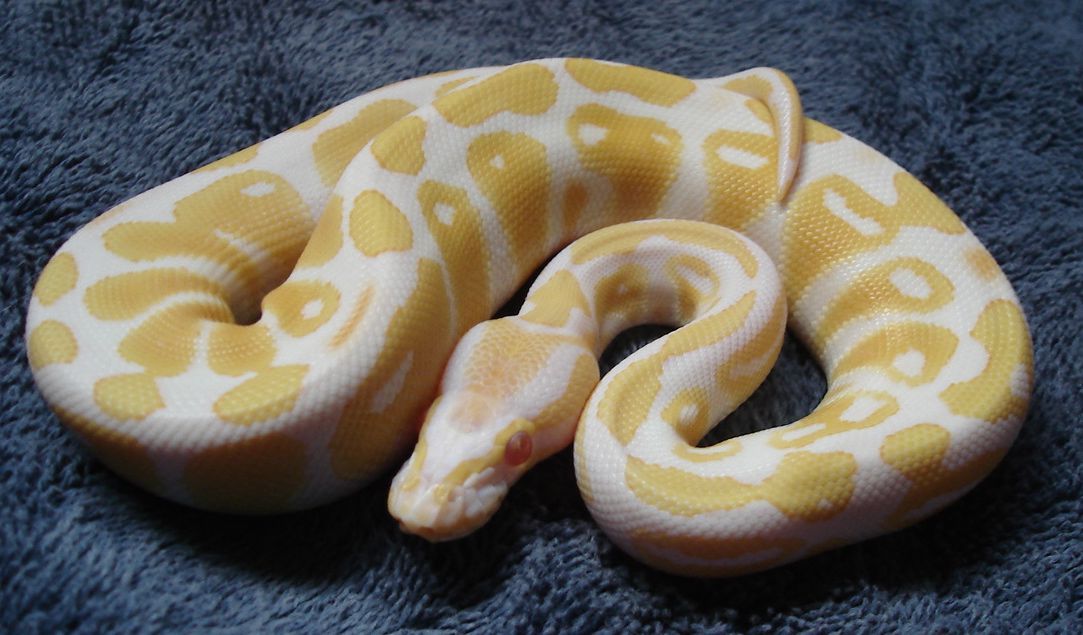 How much did you pay for your albino ball python? 