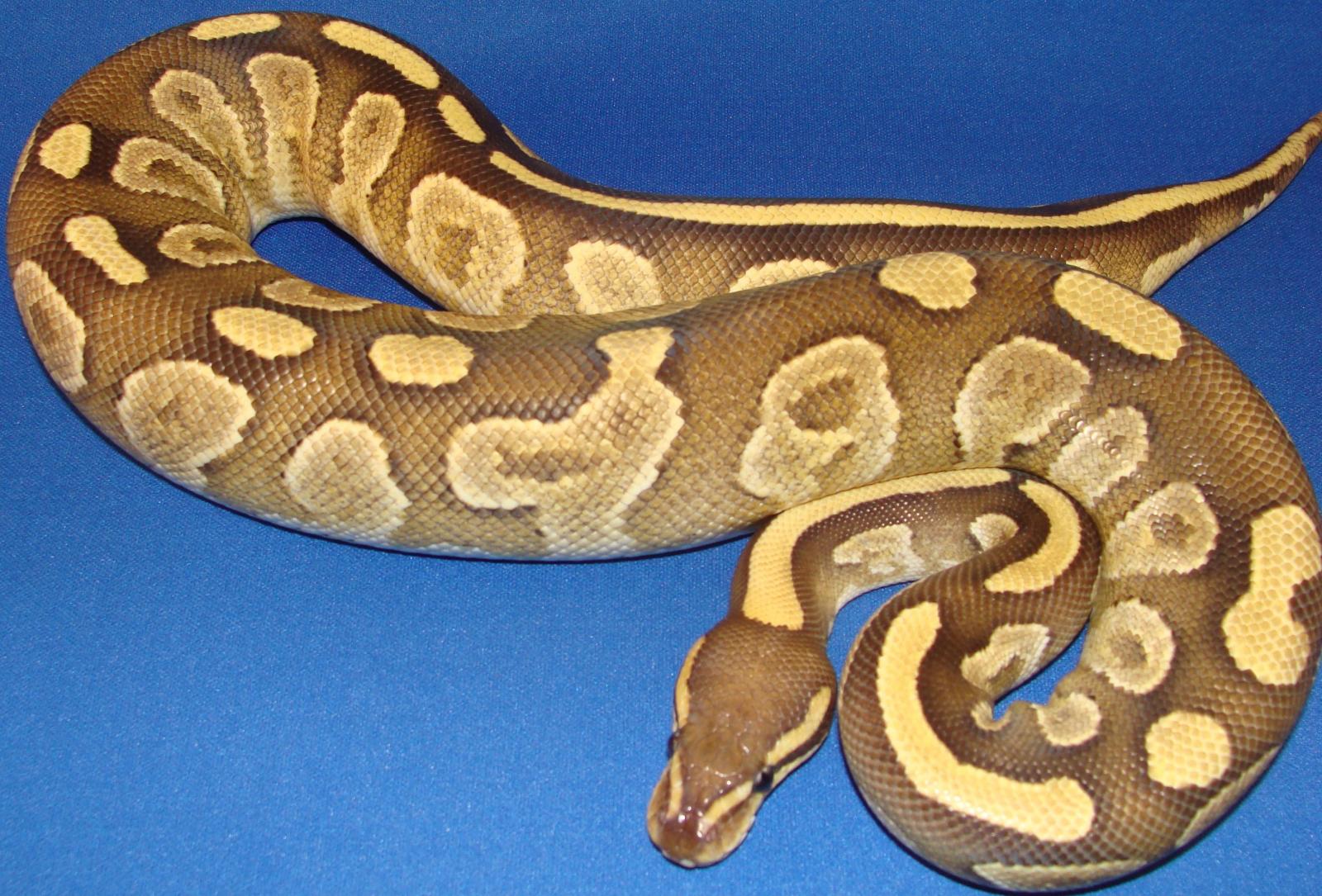 Fire Mojave