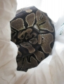 Xan And Xab's,  Het. For Axanthic Ball Python