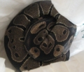 Xan And Xab's,  Het. For Axanthic Ball Python