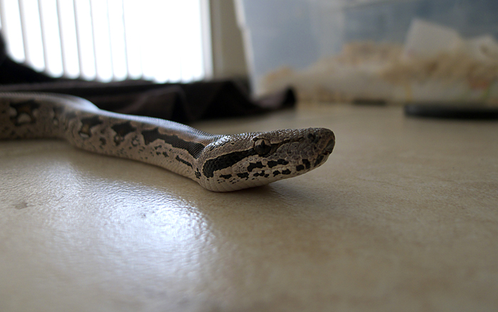 January, Dumeril's Boa