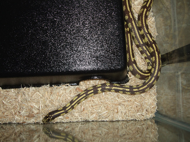 California Kingsnake