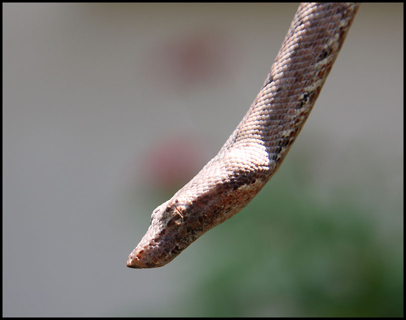 Close Up Outside
