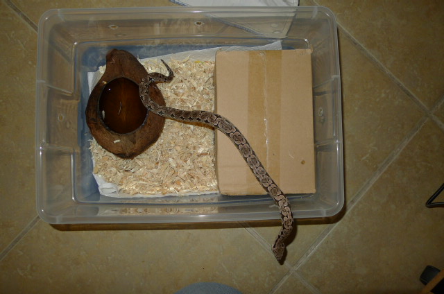 Dumeril's Boa