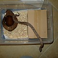 Dumeril's Boa