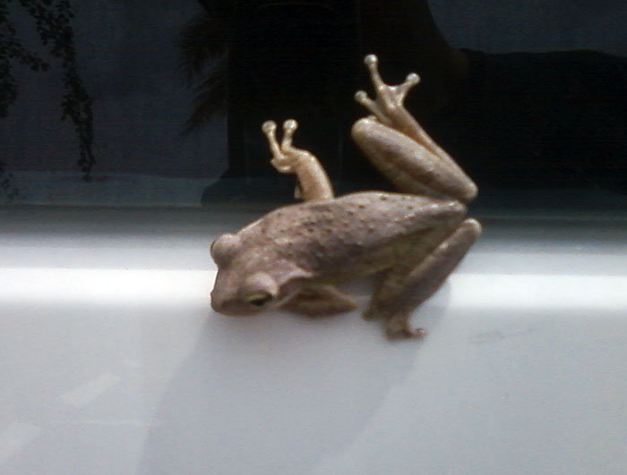 Frog