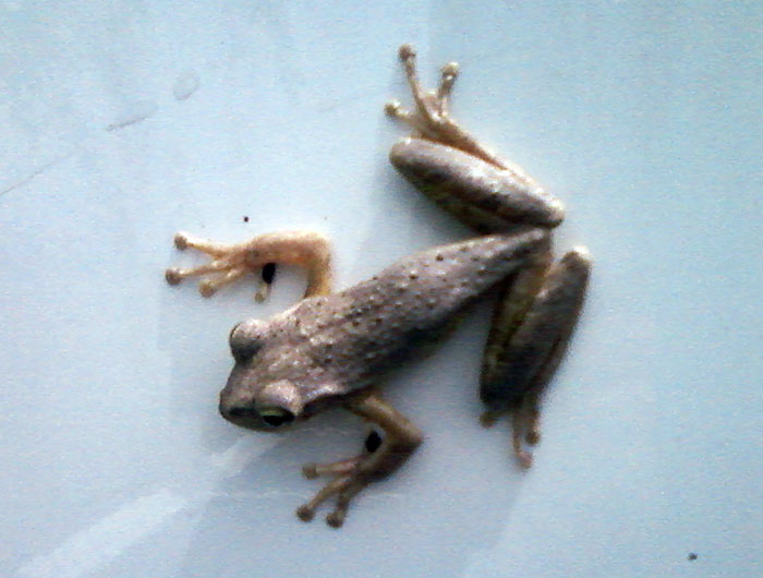 Frog