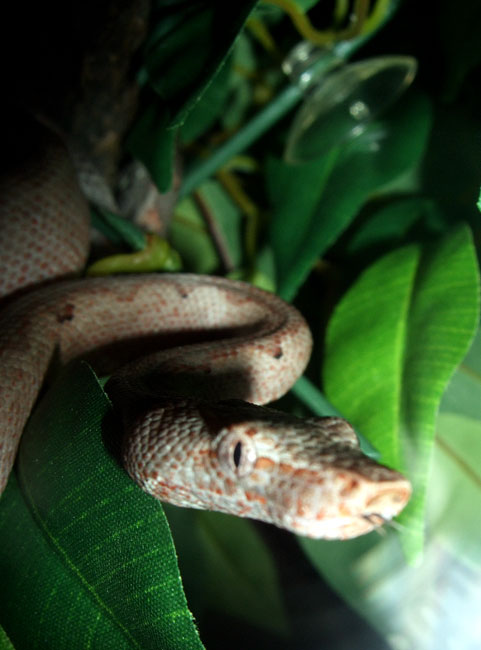 Solomon Island Ground Boa