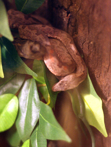 Solomon Island Ground Boa